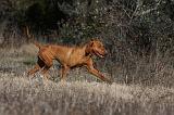 VIZSLA poil court 095